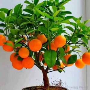 2 Valencia Orange Trees - 2-5 Inch Tall Live Plants