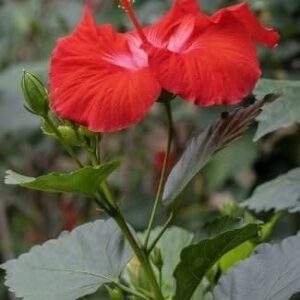(Red Hibiscus Flower Plant