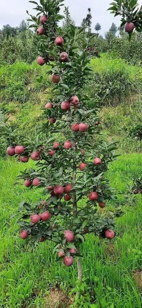 Apple Fruit Plnts. - Image 2