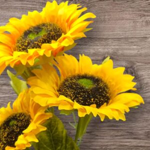 Sunflower high quality mix many colours of seed
