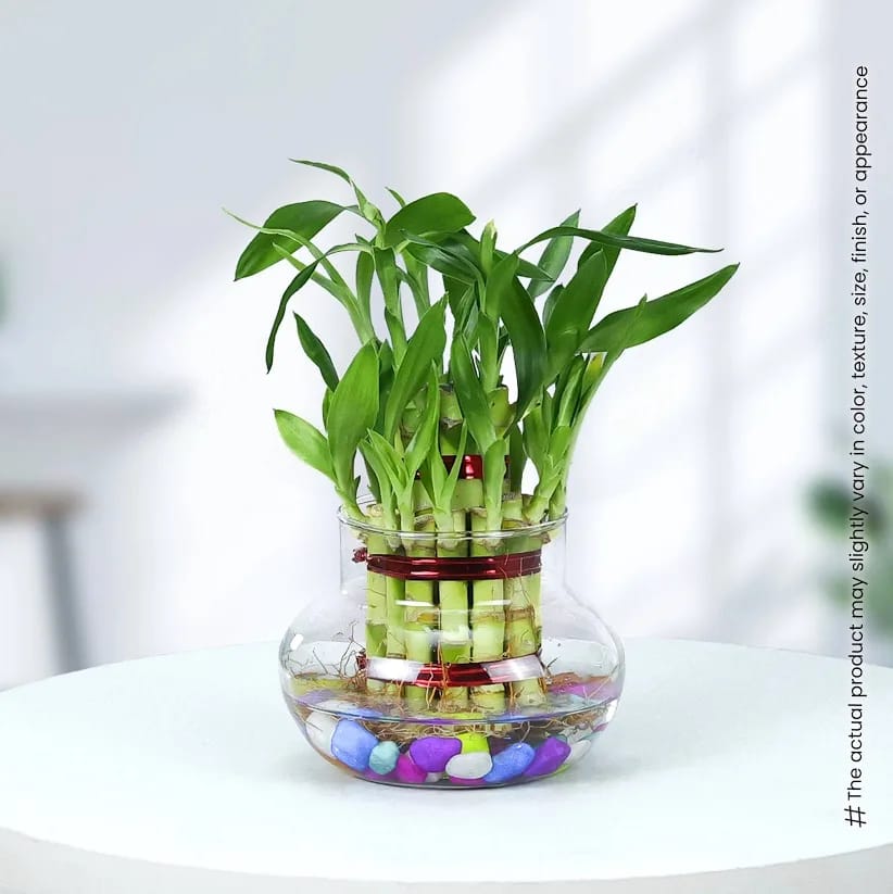 Ugaoo Lucky Bamboo 3 Layer Feng Shui Plant