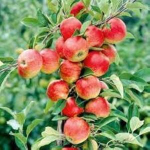 Apple Fruit Plnts.