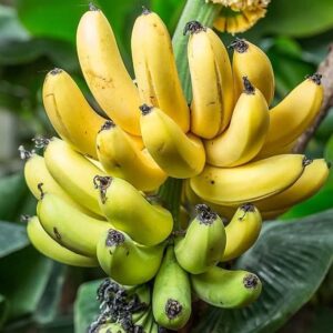 Banana - G9, Kela - Plant