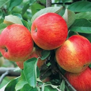 Apple Plant Hybrid
