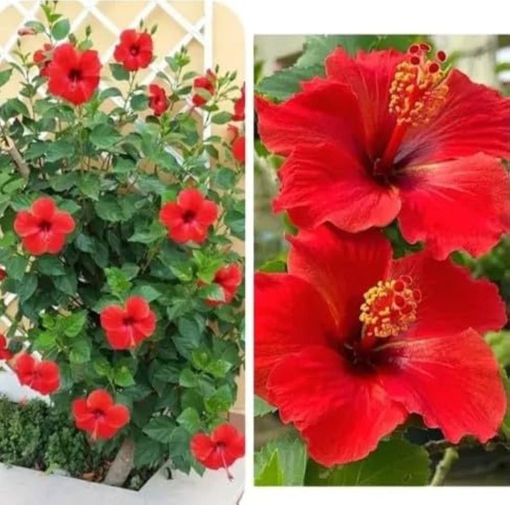 (Red Hibiscus Flower Plant - Image 4