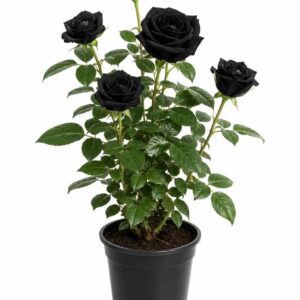 "Live Black Rose Plant