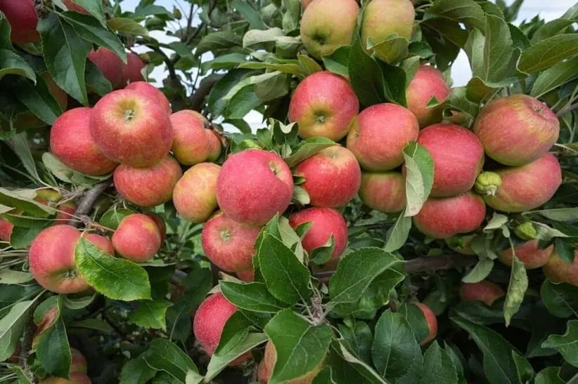 Apple Fruit Plnts. - Image 5