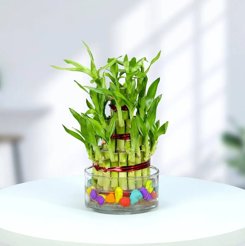 Ugaoo Lucky Bamboo 3 Layer Feng Shui Plant - Image 3